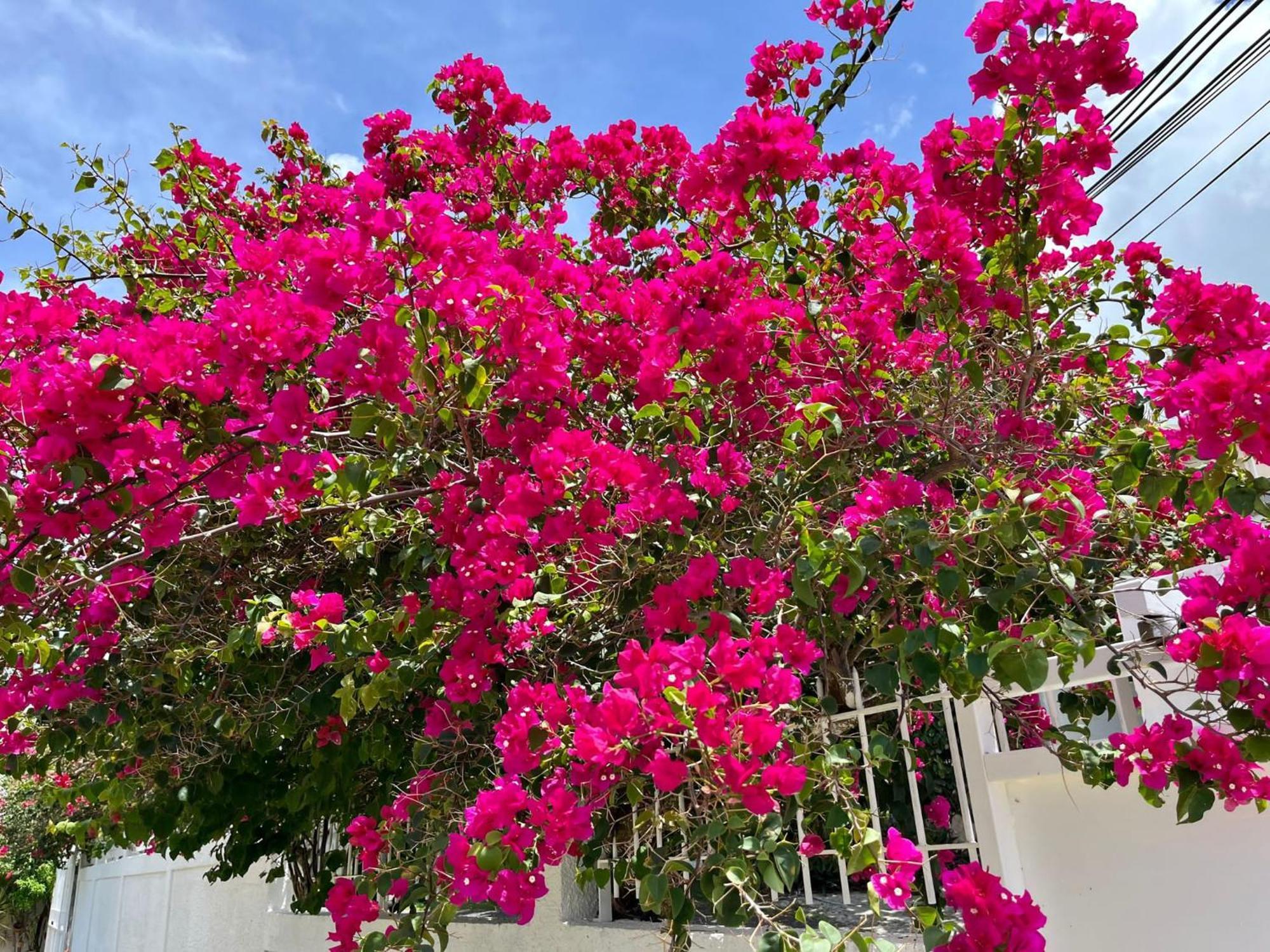 Les Villas Du Bambou - Villa Paprika Jusqu'A 6 Pers Le Gosier  Exteriér fotografie